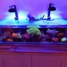 Clownfishy