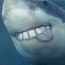 Shark_Party