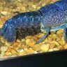 theianfishguy