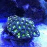 cooltowncorals