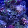 Tanklife
