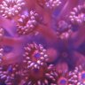 ReefAtlas
