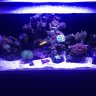 Coral55
