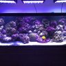 Daves4Reef