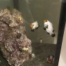 Fishguy32