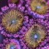 New York Reef Aquatic