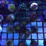 FragCityAquariums