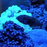 WrasseMe