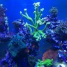 Martinreef