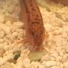 Ilovemyloach