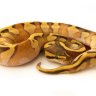 Crazy_Cornsnake