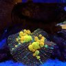 Silverbeachfish