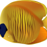 Madlovesfish
