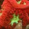 reefmaximus
