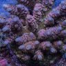 Reefnjunkie