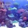 coralattic