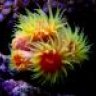 Reef Dreamz