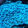 REEFCRAZY