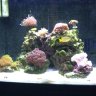 Hasreef