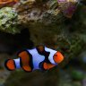 ReefMang