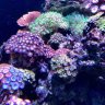 ReefRealEstate