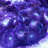 ill_reef36