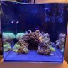 ReefAddict16