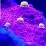 NefTunzReef