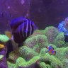 Beefyreefy