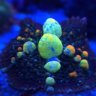 BlueBuddha