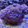 OdinCorals
