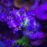 Charlie’s Frags