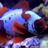 ReefPrincess369