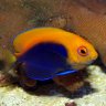 ReefingNoob5