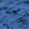 Duffer