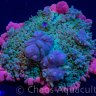 ChaosAquaculture