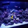 Vermon's reef