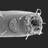 Enoplus