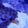 ReefAngler