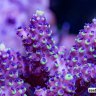 Live2reef