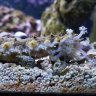 OctoPaige