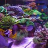 VFX_Reef_Peacekeeper