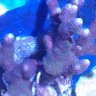 Morty4corals