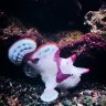 Fin-up reefing