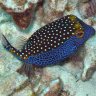 Pbh-reef