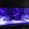 Jr'sReef