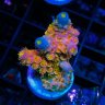 Reefphish