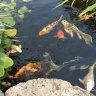 Robkoi