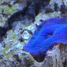 Shallow rock aquatics
