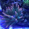 SaltySPS